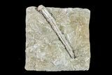 Fossil Crinoid (Synbathocrinus) - Keokuk Formation, Missouri #157194-1
